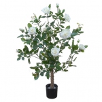 Rozenplant h100cm creme (tijdelijk uitverkocht)